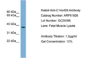 WB Suggested Anti-C14orf28  Antibody Titration: 0. (GM527 抗体  (Middle Region))
