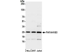 Western Blotting (WB) image for anti-Platelet-Activating Factor Acetylhydrolase 1b, Catalytic Subunit 3 (29kDa) (PAFAH1B3) (AA 181-231) antibody (ABIN7450535)