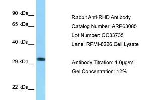 Western Blotting (WB) image for anti-Rh Blood Group, D Antigen (RHD) (C-Term) antibody (ABIN2789364)