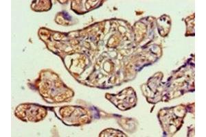 Immunohistochemistry of paraffin-embedded human placenta tissue using ABIN7172391 at dilution of 1:100 (TALDO1 抗体  (AA 9-337))