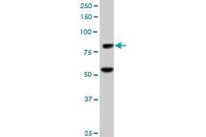 ZNF624 MaxPab polyclonal antibody. (ZNF624 抗体  (AA 1-739))