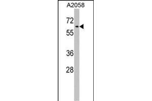 RIC8A Antibody (Center) (ABIN1538170 and ABIN2848752) western blot analysis in  cell line lysates (35 μg/lane). (RIC8A 抗体  (AA 244-272))