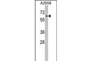 RIC8A Antibody (Center) (ABIN1538170 and ABIN2848752) western blot analysis in  cell line lysates (35 μg/lane). (RIC8A 抗体  (AA 244-272))