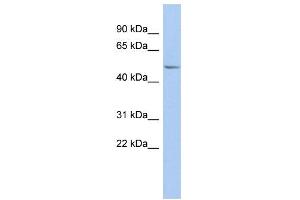 WB Suggested Anti-PPOX Antibody Titration: 0. (PPOX 抗体  (N-Term))