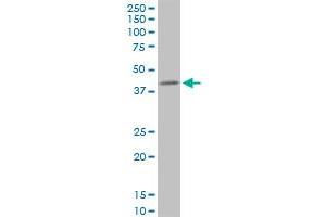 Western Blotting (WB) image for anti-Protein Phosphatase 1, Regulatory Subunit 8 (PPP1R8) (AA 1-209) antibody (ABIN519112)