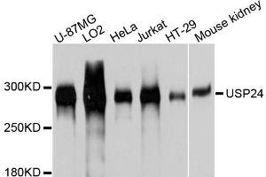 Western blot analysis of extracts of various cell lines, using USP24 antibody. (USP24 抗体  (AA 2431-2620))