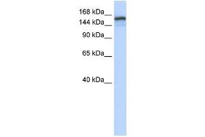 Western Blotting (WB) image for anti-Tonsoku-Like, DNA Repair Protein (NFKBIL2) antibody (ABIN2460131) (NFKBIL2 抗体)