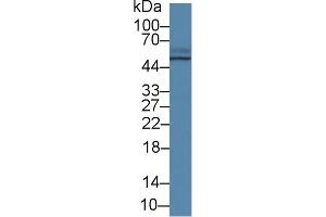 Western Blot; Sample: Porcine Small intestine lysate; Primary Ab: 2µg/ml Rabbit Anti-Human TCN2 Antibody Second Ab: 0. (TCN2 抗体  (AA 19-427))