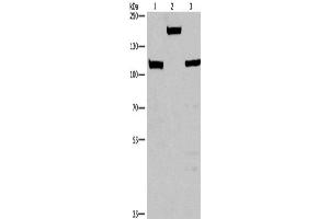 Western Blotting (WB) image for anti-Tumor Protein P53 Binding Protein 2 (TP53BP2) antibody (ABIN2429585) (TP53BP2 抗体)