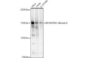 Western blot analysis of extracts of various cell lines, using DHX9/RNA Helicase A antibody (ABIN7265748) at 1:500 dilution. (DHX9 抗体)
