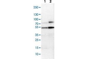Western Blot (Cell lysate) analysis with MAPKAPK5 polyclonal antibody  Lane 1: NIH-3T3 cell lysate (Mouse embryonic fibroblast cells) Lane 2: NBT-II cell lysate (Rat Wistar bladder tumour cells) (MAPKAP Kinase 5 抗体)