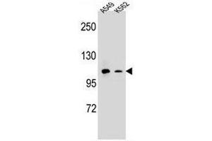 CD11b Antibody (N-term) western blot analysis in A549,K562 cell line lysates (35µg/lane). (CD11b 抗体  (N-Term))