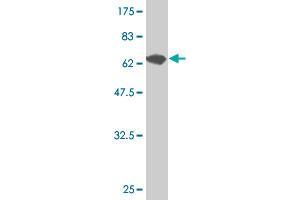 Western Blotting (WB) image for anti-GA Binding Protein Transcription Factor, alpha Subunit 60kDa (GABPA) (AA 1-454) antibody (ABIN560979)