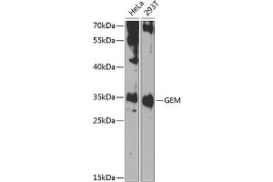 Western blot analysis of extracts of various cell lines, using GEM antibody (ABIN6127946, ABIN6141050, ABIN6141051 and ABIN6223305) at 1:1000 dilution. (GEM 抗体  (AA 1-150))
