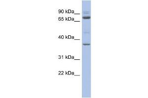 MTF2 antibody  (Middle Region)