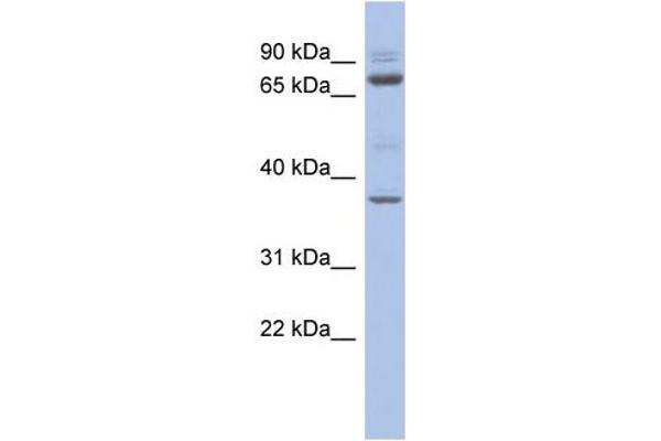 MTF2 antibody  (Middle Region)