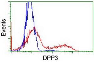 Image no. 2 for anti-Dipeptidyl-Peptidase 3 (DPP3) antibody (ABIN1497830) (DPP3 抗体)