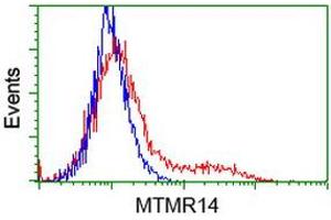 HEK293T cells transfected with either RC207732 overexpress plasmid (Red) or empty vector control plasmid (Blue) were immunostained by anti-MTMR14 antibody (ABIN2453860), and then analyzed by flow cytometry. (MTMR14 抗体)