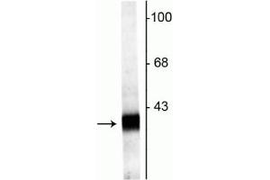 Western blot of rat hippocampal lysate showing specific labeling of the ~38 kDa Synaptophysin2  protein. (Synaptoporin 抗体  (C-Term))