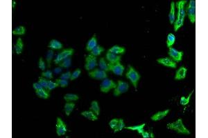 Immunofluorescence (IF) image for anti-Programmed Cell Death 1 Ligand 2 (PDCD1LG2) (AA 21-118) antibody (ABIN7164680)
