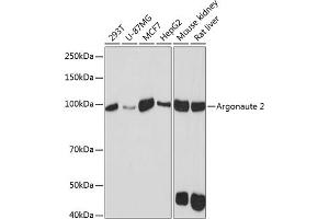 Western blot analysis of extracts of various cell lines, using Argonaute-2 antibody (ABIN7265671) at 1:1000 dilution. (AGO2 抗体)