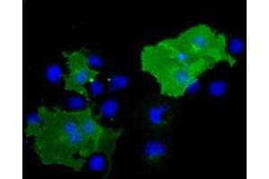 Anti-BTN1A1 mouse monoclonal antibody (ABIN2452843) immunofluorescent staining of COS7 cells transiently transfected by pCMV6-ENTRY BTN1A1 (RC223852). (BTN1A1 抗体)