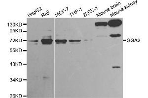 Western blot analysis of extracts of various cell lines, using GGA2 antibody. (GGA2 抗体)