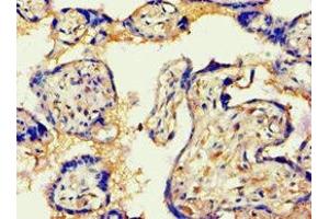 Immunohistochemistry of paraffin-embedded human placenta tissue using ABIN7144082 at dilution of 1:100 (AGGF1 抗体  (AA 1-70))
