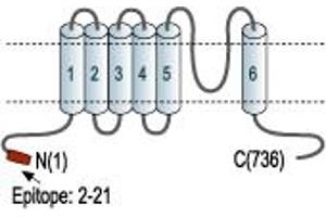 anti-Small Conductance Calcium-Activated Potassium Channel Protein 3 (KCNN3) (AA 2-21), (Intracellular), (N-Term) antibody (Atto 594)