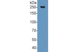 Rabbit Capture antibody from the kit in WB with Positive Control: Sample Human Serum. (Fibronectin ELISA 试剂盒)