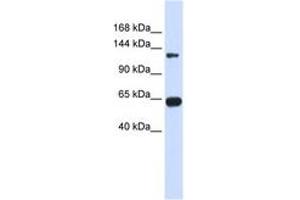 Image no. 1 for anti-Regulator of G-Protein Signaling 22 (RGS22) (AA 216-265) antibody (ABIN6743825) (RGS22 抗体  (AA 216-265))