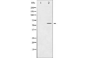 Western blot analysis of COT expression in LPS treated 293 whole cell lysates,The lane on the left is treated with the antigen-specific peptide. (MAP3K8 抗体  (Internal Region))
