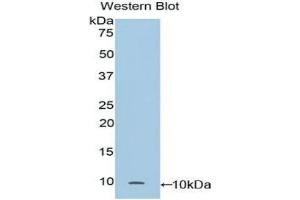 Detection of Recombinant CC16, Mouse using Polyclonal Antibody to Clara Cell Protein 16 (CC16) (SCGB1A1 抗体  (AA 21-96))