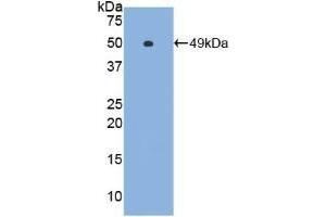 Detection of Recombinant IFNa, Gallus using Polyclonal Antibody to Interferon Alpha (IFNa) (IFNA 抗体  (AA 47-191))