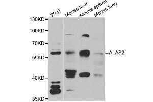 Western blot analysis of extracts of various cell lines, using ALAS2 antibody. (ALAS2 抗体)