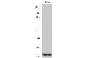 Western Blotting (WB) image for anti-BCL2-Associated X Protein (BAX) (N-Term) antibody (ABIN3183487) (BAX 抗体  (N-Term))