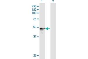 Western Blot analysis of CHN1 expression in transfected 293T cell line by CHN1 MaxPab polyclonal antibody.