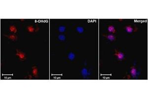 Immunofluorescence (IF) image for anti-8-Hydroxyguanosine (8-OHDG) antibody (ABIN781510) (8-OHDG 抗体)