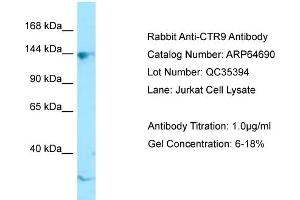Western Blotting (WB) image for anti-RNA Polymerase-Associated Protein CTR9 Homolog (CTR9) (C-Term) antibody (ABIN2789925) (CTR9 抗体  (C-Term))