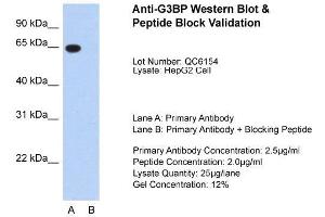 Host:  Rabbit  Target Name:  G3BP  Sample Type:  HepG2  Lane A:  Primary Antibody  Lane B:  Primary Antibody + Blocking Peptide  Primary Antibody Concentration:  2. (G3BP1 抗体  (N-Term))