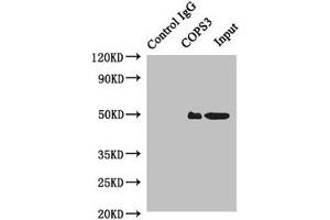 Immunoprecipitating COPS3 in Hela whole cell lysate Lane 1: Rabbit control IgG instead of (1 μg) instead of ABIN7148495 in Hela whole cell lysate. (COPS3 抗体  (AA 194-423))