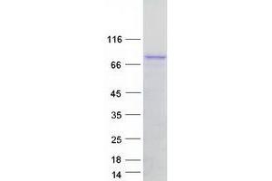 Western Blotting (WB) image for Rac GTPase Activating Protein 1 (RACGAP1) (Transcript Variant 2) protein (Myc-DYKDDDDK Tag) (ABIN2730395)