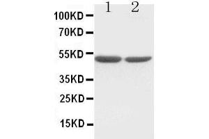 Anti-c-Fos antibody, Western blotting Lane 1:  Cell Lysate Lane 2: COLO320 Cell Lysate (c-FOS 抗体  (Middle Region))
