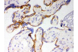 Immunohistochemistry (IHC) image for anti-Cytochrome P450, Family 1, Subfamily A, Polypeptide 1 (CYP1A1) (AA 183-320) antibody (ABIN3043819)