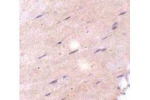 Immunohistochemical staining of mouse skeletal muscle tissue with 5 ug/mL FNIP2 polyclonal antibody . (FNIP2 抗体  (C-Term))