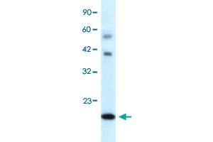 Western Blot analysis of human fetal heart tissue lysate with BOLA1 polyclonal antibody  at 0. (BOLA1 抗体  (N-Term))
