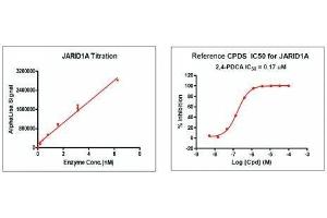 Recombinant JARID1A / KDM5A activity using AlphaLISA. (KDM5A Protein (DYKDDDDK Tag))