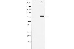 Western blot analysis of ATRIP phosphorylation expression in NIH-3T3 whole cell lysates,The lane on the left is treated with the antigen-specific peptide. (ATRIP 抗体  (pSer68))