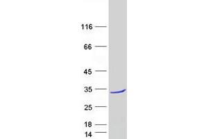 Western Blotting (WB) image for Transcription Elongation Factor A (SII) N-Terminal and Central Domain Containing 2 (TCEANC2) protein (Myc-DYKDDDDK Tag) (ABIN2715455)