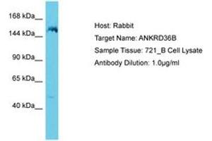 Image no. 1 for anti-Ankyrin Repeat Domain 36B (ANKRD36B) (AA 1263-1312) antibody (ABIN6750651) (ANKRD36B 抗体  (AA 1263-1312))